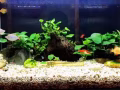 水晶玻璃鱼缸，过滤器，照明灯