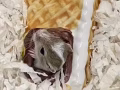 沙鼠宝宝