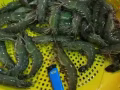 新鲜老虎虾