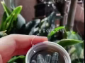 艾多美螺旋藻 预防/舒缓胃不适 中和胃酸问题