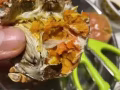 🦀️正宗江蘇精品挑膏大閘蟹登陸新加坡啦🦀️