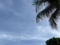 AnGMOKIOave5