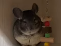 一歲龍貓轉讓