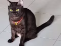 乖巧黑猫妹妹免费领养