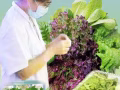 超潔凈無土栽培生菜
