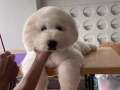 上門狗狗美容服務