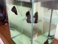 免費送觀賞魚