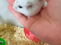 倉鼠領養