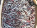 釣魚人必備,新加坡本海捕捉的蘇東仔出售,海釣魚的最佳魚餌,