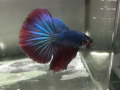 泰國鬥魚