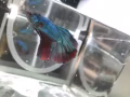 泰國鬥魚