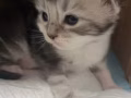 小緬因