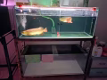 一共6個不同大小魚缸（大多是大缸）