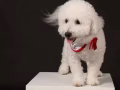 兩歲半比熊犬找個女朋友