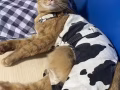 Ginger cat for adoption