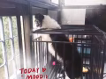 6個月邊牧妹妹預定娃娃親