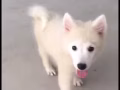 尋找小犬，茶杯狗 1k -1.5k