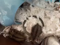 仓鼠宝宝