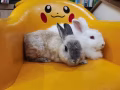 兩隻兔子歡迎領養