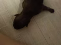 博美寶寶找愛它一生一世的主人