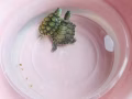 出售兩隻可愛的小巴西龜🐢🐢