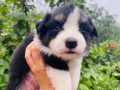 牧羊犬幼犬