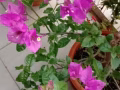 专业清洁