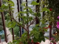 專業清潔