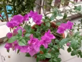 专业清洁