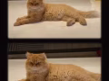 Persian cat 有偿领养