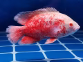 低價出售觀賞魚