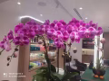 泰式按摩，精油开背。手法一流，欢迎光临。