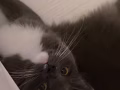 猫咪找男朋友