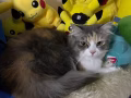 小貓咪找男朋友