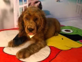 可卡犬寶寶