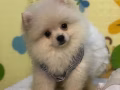 （批發價）博美兄妹找粑粑麻麻 加Wechat:xiaokai92266