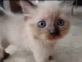 纯种布偶猫，找爸爸妈妈，做你的黏人小妖精，那个等你回家的猫