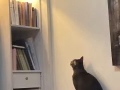 成年猫猫无偿找主人（猫架猫玩具附赠）