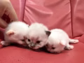 小貓找主人啦