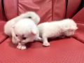 小貓找主人啦