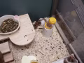 宝宝金丝鼠