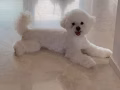 转售狗狗