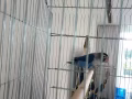 fisher牡丹鸚鵡
