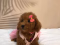 Poodle