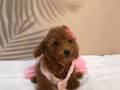 Poodle