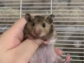 金丝熊