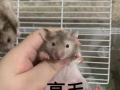 金絲熊