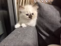 布偶小貓兩個月啦