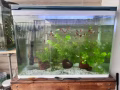 孔雀魚出售