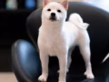 【柴犬】割愛尋找有緣人有償領養4小隻【有圖】